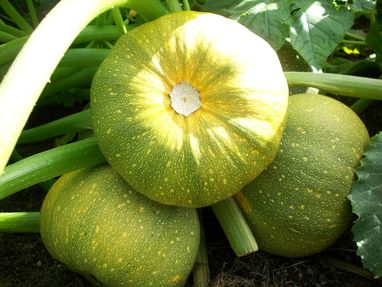 Pumpa